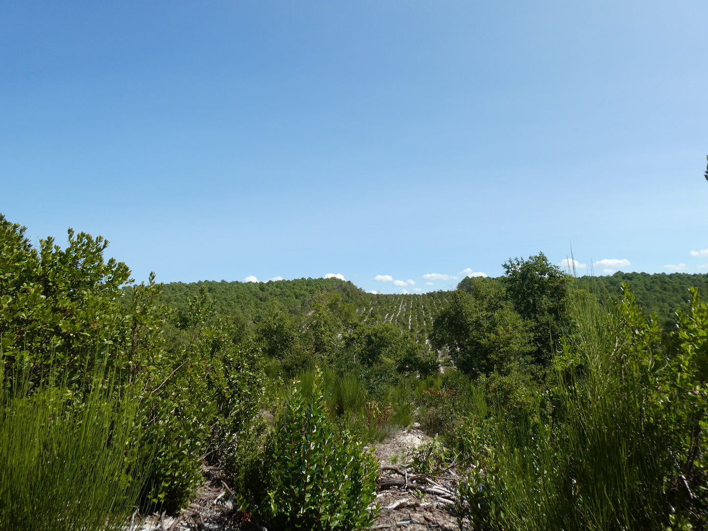 GOUTTE – MERVEILLE DES LANDES BIO – Soin peaux sensibles Régénération complète